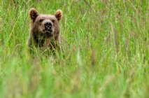 Brown bear cub hiding in green grassland. — Stock Photo