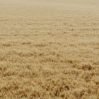 Campo con cultivos de trigo en crecimiento y maduración . - foto de stock