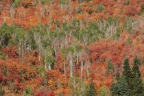 Maple and aspen trees in autumnal woodland. — Stock Photo