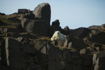 Ours polaire reposant sur la roche sur le Svalbard, Norvège . — Photo de stock