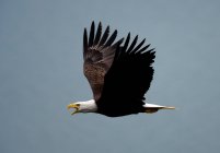 Bald eagle bird flying in blue sky. — Stock Photo