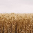 Campo di coltura del grano maturo vicino a Pullman nella contea di Whitman, Stati Uniti . — Foto stock