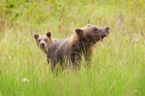 Braunbären auf einer Wiese mit natürlichem Grünland. — Stockfoto