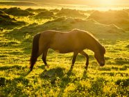 Дикий кінь пасеться на зеленому лузі в сонячному світлі влітку . — стокове фото