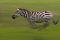 Correndo zebra planícies em fundo verde com borrão de movimento . — Fotografia de Stock