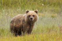 Brown bear cub in meadow of natural grassland. — Stock Photo