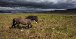 Icelandic horse walking on grassland. — Stock Photo