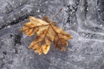 Folha de bordo em cores de outono congeladas no gelo . — Fotografia de Stock
