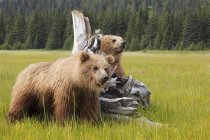 Brown ursos filhotes no prado em Lake Clark National Park, Alaska, EUA — Fotografia de Stock