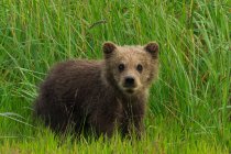 Brown bear cub standing aware in green grass. — Stock Photo