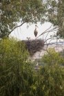 White stork perched on nest with chick in branches of tree. — Stock Photo