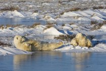 Orso polare con cuccioli sdraiati sulla neve accanto all'acqua
. — Foto stock