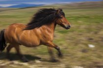 Icelandic horse galloping in open countryside. — Stock Photo
