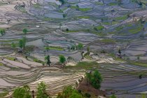 Вид з тераси рисових полів в Yuanyang, Китай — стокове фото