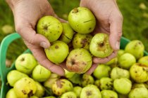 Male hands sorting apples in large green bucket. — Stock Photo