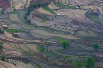 Vue aérienne des rizières en terrasses à Yuanyang, Chine — Photo de stock