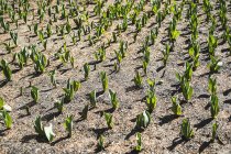 Small green plants emerging from soil in field, full frame. — Stock Photo