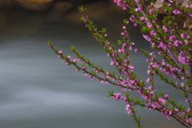 Springtime pink blossoms on shrub — Stock Photo