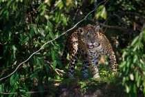 Ягуар, скрывающийся в лесу Бразилии — стоковое фото