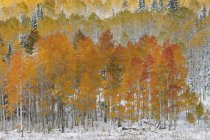 Herbstliche Ahorn- und Espenbäume im winterlichen Wald. — Stockfoto