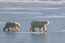 Dois ursos polares caminhando no campo de neve em Manitoba, Canadá . — Fotografia de Stock