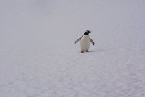 Pinguim Gentoo caminhando na neve na Antártida — Fotografia de Stock
