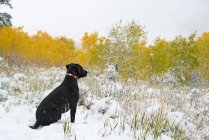 Black labrador dog sitting on meadow in snow. — Stock Photo