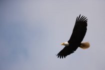 Weißkopfseeadler fliegt in blauen Himmel. — Stockfoto
