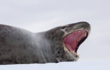 Bâillement de phoque léopard sur la neige en Antarctique — Photo de stock