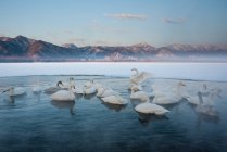 Cygnes siffleurs sur un lac gelé à Hokkaido . — Photo de stock