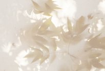Modèle abstrait de feuilles sur toile blanche . — Photo de stock