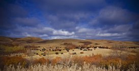 Grande rebanho de gado em pastagens abertas do Canadá . — Fotografia de Stock