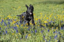 Black labrador dog running in wild flowers meadow. — Stock Photo