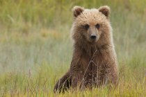 Бурий ведмідь дитинча в лузі природному пасовищі. — стокове фото
