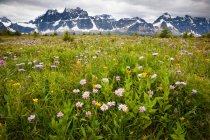 Fleurs sauvages dans un champ vert du parc national Jasper, Alberta, Canada — Photo de stock
