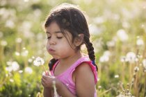 Девочка младшего возраста с косичками сдувает пушистые семена с одуванчика в поле цветов . — стоковое фото