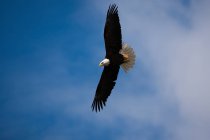 Weißkopfseeadler fliegt mit ausgebreiteten Flügeln in blauem Himmel — Stockfoto