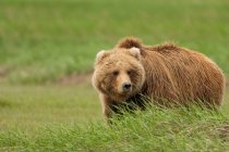 Urso marrom em pé na grama do Parque Nacional Katmai, Alasca, EUA — Fotografia de Stock