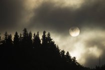 O sol no céu acima de pinheiros envoltos por névoa e nuvens . — Fotografia de Stock