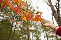 Person reaching to autumn foliage on tree branch. — Stock Photo