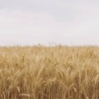 Field of ripening wheat growing near Pullman in Whitman County, Washington, USA. — Stock Photo