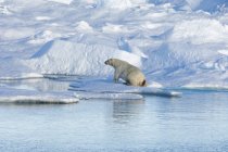 Polar bear climbing out of water on ice floe. — Stock Photo
