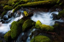 Barnes Creek mit Wasser fließt über bemooste Felsen im olympischen Nationalpark, Washington, USA. — Stockfoto