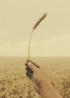 Male hand holding stalk of wheat against crop field. — Stock Photo