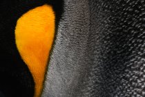 Крупним планом пір'я пінгвіна . — стокове фото