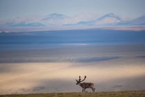 Карібу олень ходити в арктичних національної дикої притулок, Аляска, США — стокове фото