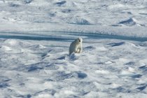 Oso polar caminando por la superficie desigual del campo de hielo . - foto de stock