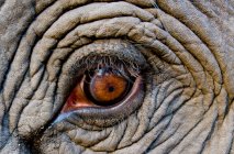 Primer plano de la piel y el ojo del elefante, marco completo - foto de stock