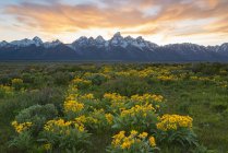 Flowers in meadow of Teton mountain range in Grand Teton national park at sunset. — Stock Photo