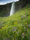 Каскад водопадов над скалой на зеленом лугу из диких цветов . — стоковое фото